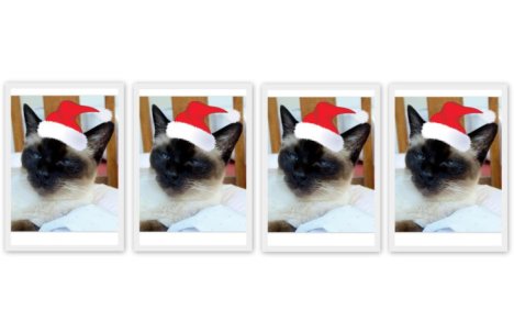 Picture of a cat / kitten / feline