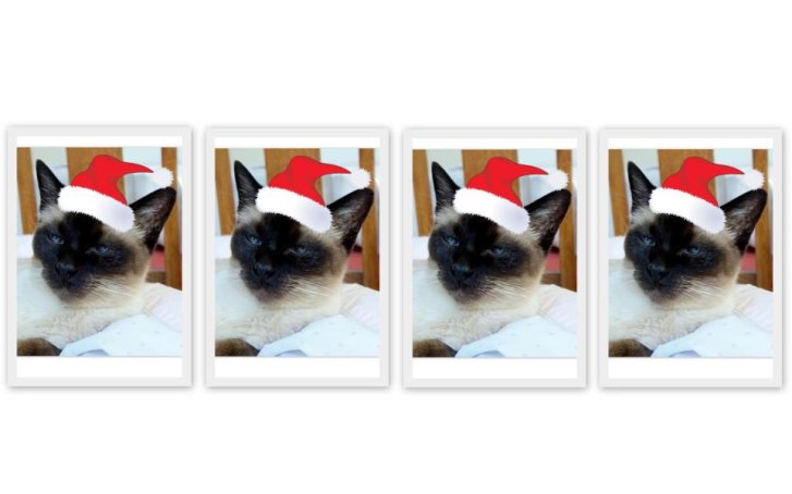 Picture of a cat / kitten / feline