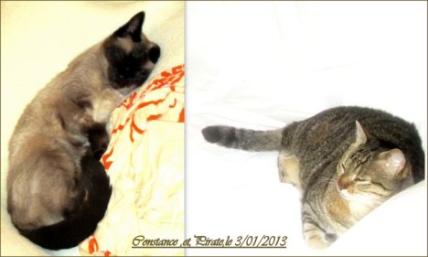 Picture of a cat / kitten / feline