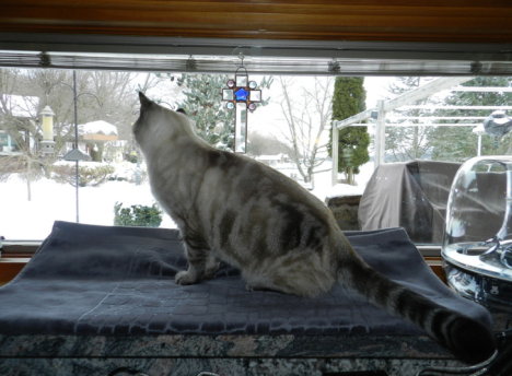 Picture of a cat / kitten / feline