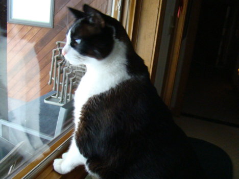 Picture of a cat / kitten / feline