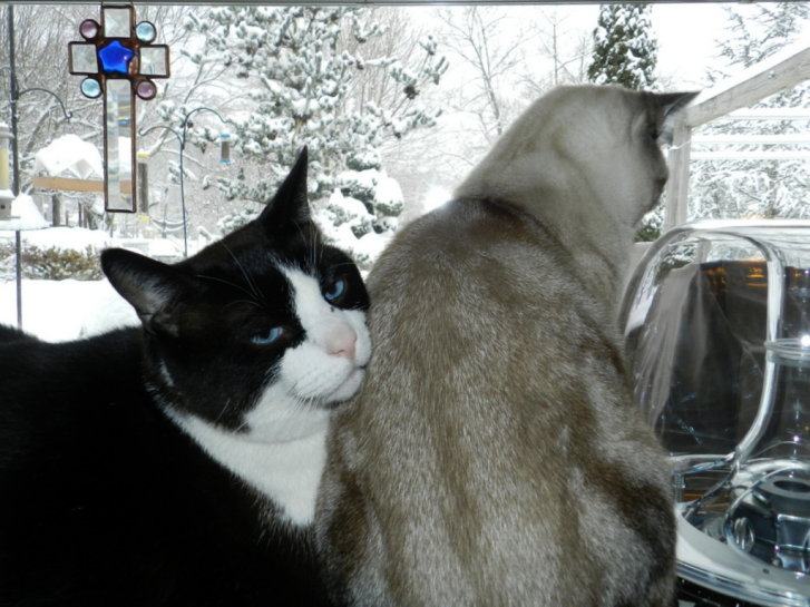 Picture of a cat / kitten / feline