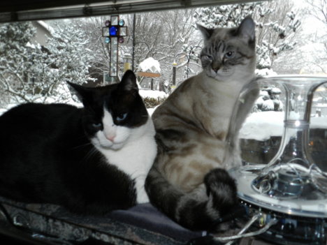 Picture of a cat / kitten / feline