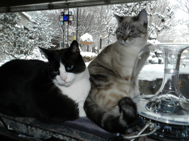 Picture of a cat / kitten / feline