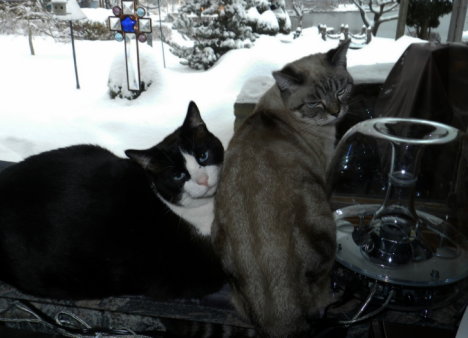 Picture of a cat / kitten / feline