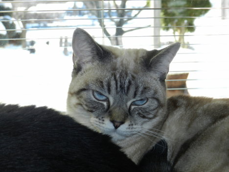 Picture of a cat / kitten / feline