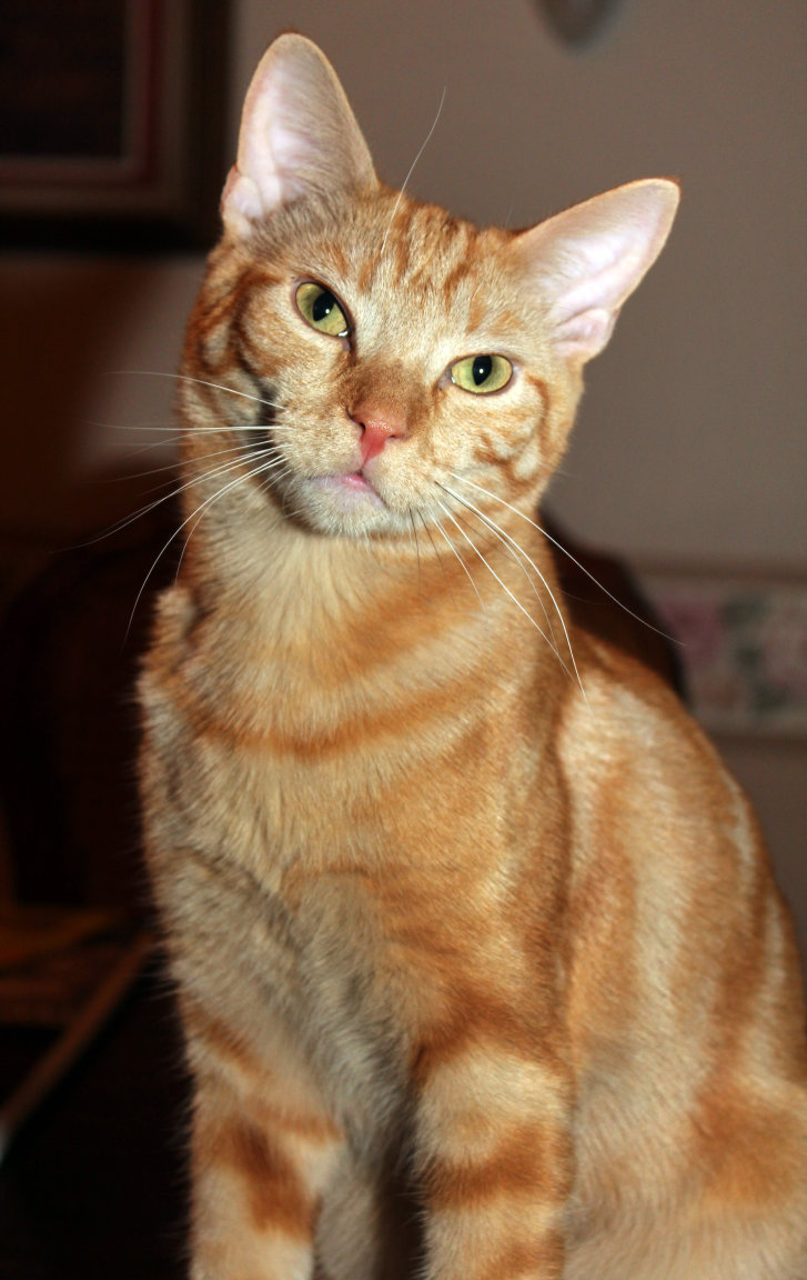 Picture of a cat / kitten / feline