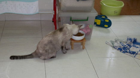 Picture of a cat / kitten / feline