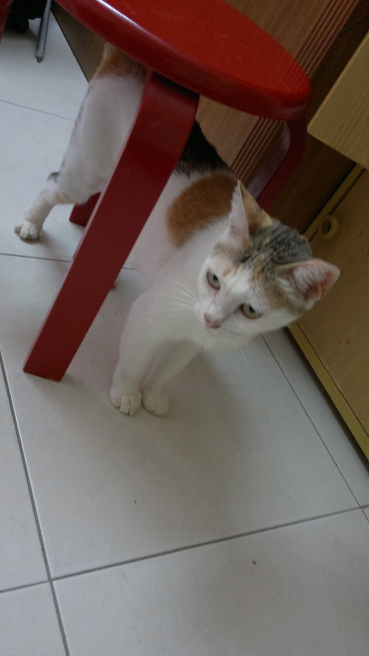 Picture of a cat / kitten / feline