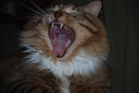 Picture of a cat / kitten / feline