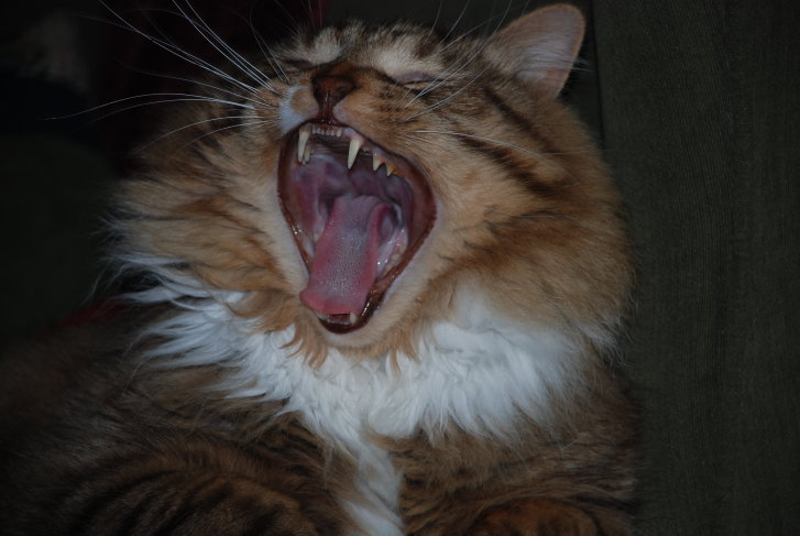 Picture of a cat / kitten / feline