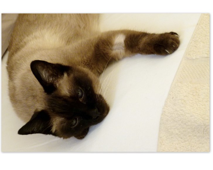 Picture of a cat / kitten / feline