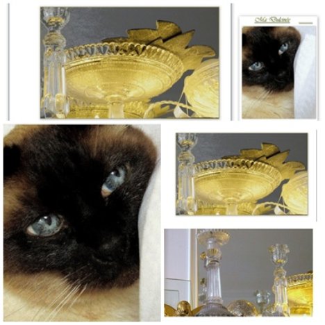 Picture of a cat / kitten / feline