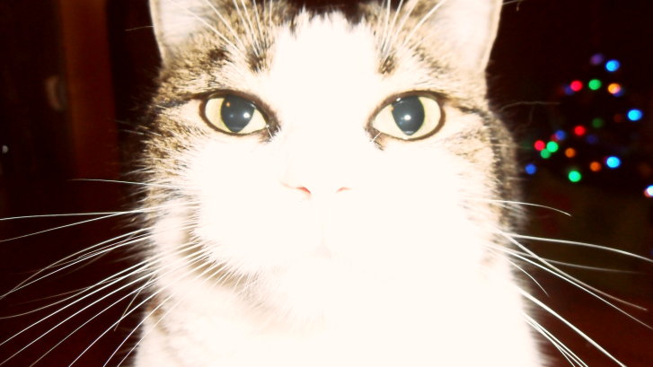 Picture of a cat / kitten / feline