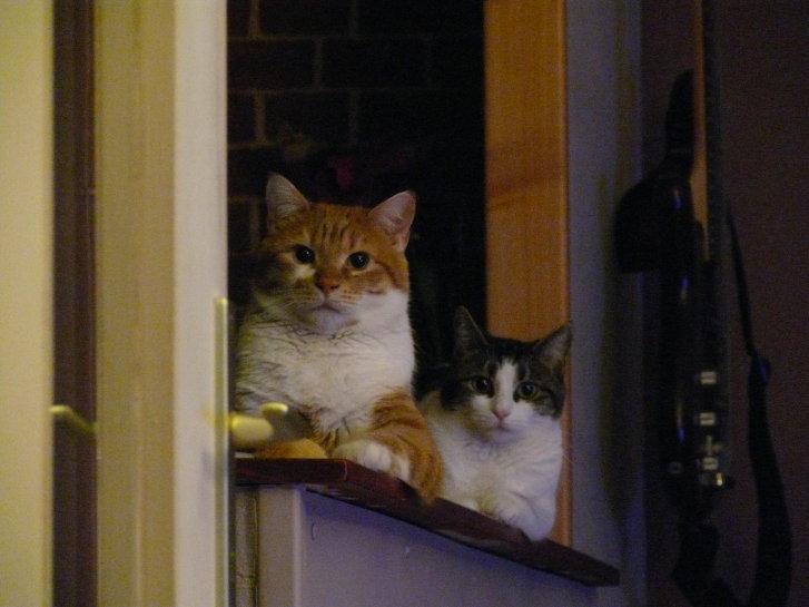 Picture of a cat / kitten / feline