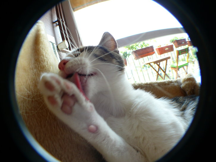 Picture of a cat / kitten / feline