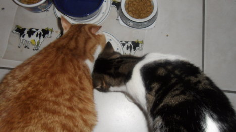 Picture of a cat / kitten / feline