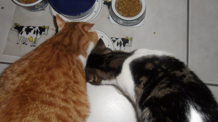 Picture of a cat / kitten / feline