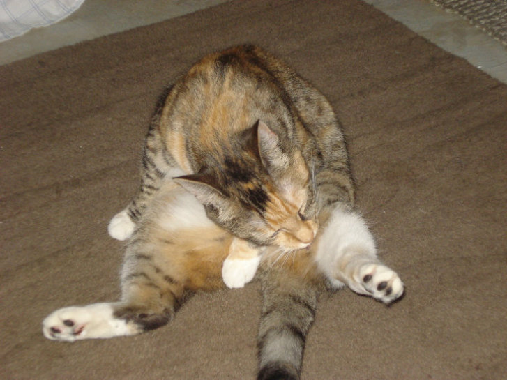 Picture of a cat / kitten / feline