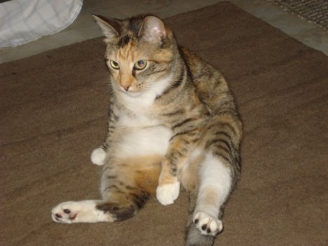 Picture of a cat / kitten / feline