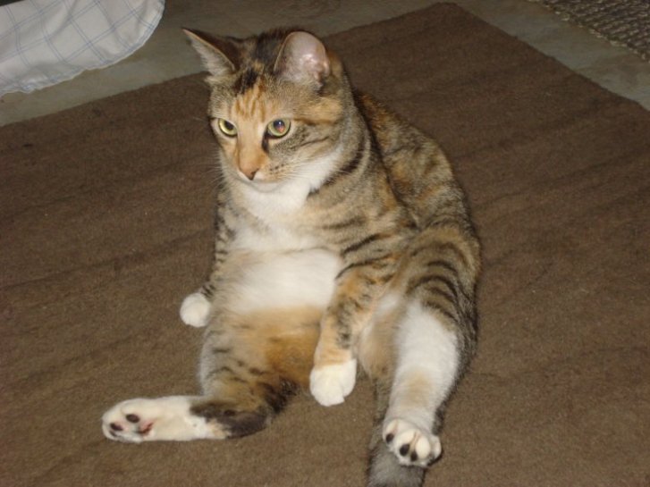 Picture of a cat / kitten / feline