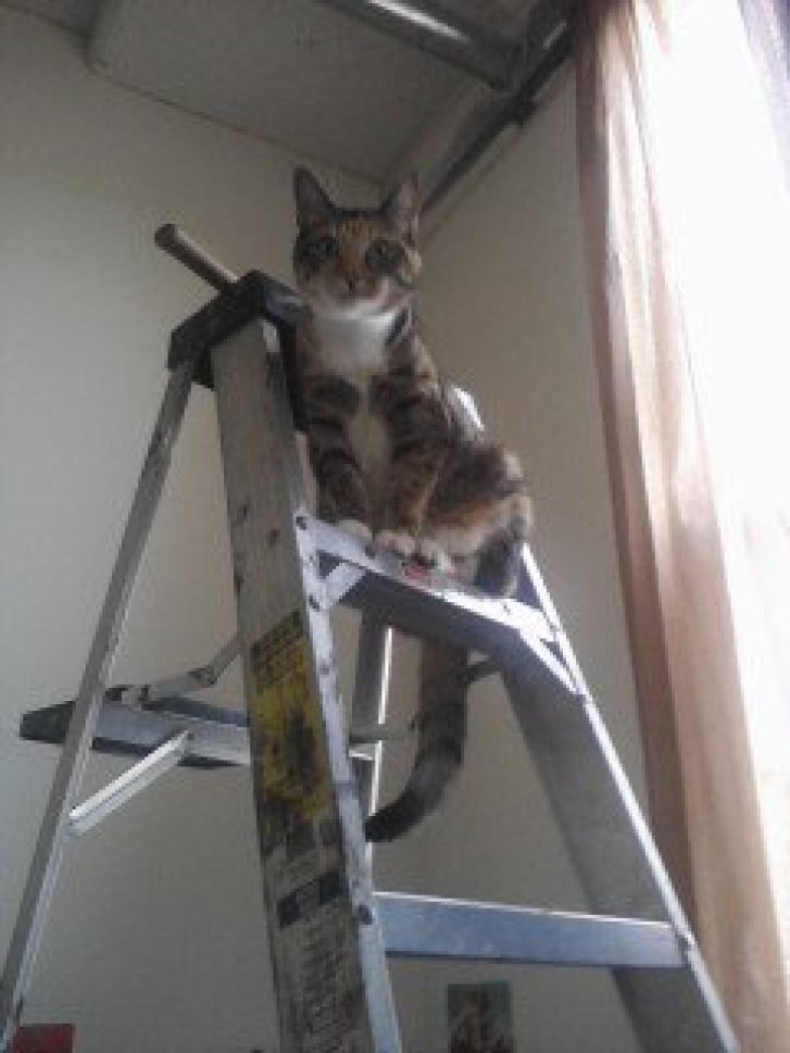 Picture of a cat / kitten / feline