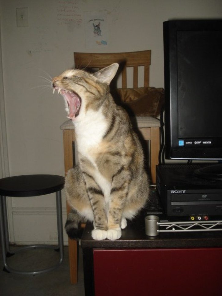 Picture of a cat / kitten / feline