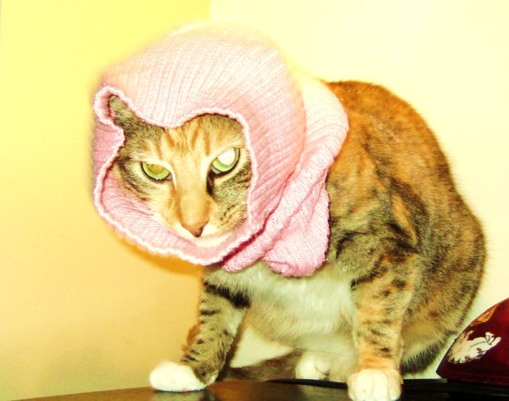 Picture of a cat / kitten / feline