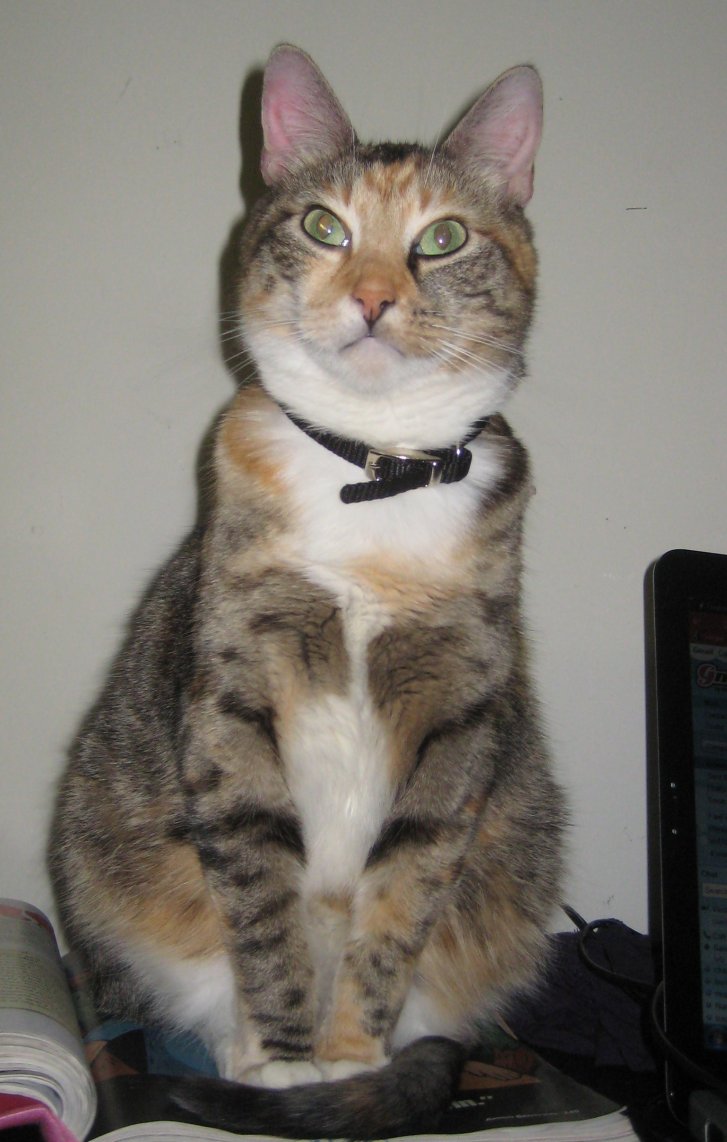 Picture of a cat / kitten / feline