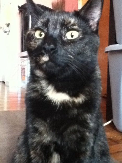 Picture of a cat / kitten / feline