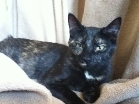 Picture of a cat / kitten / feline