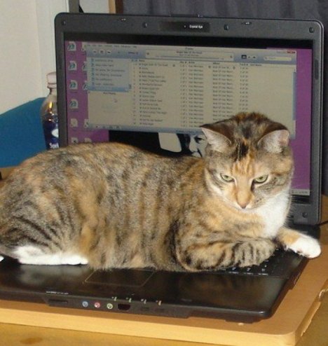 Picture of a cat / kitten / feline