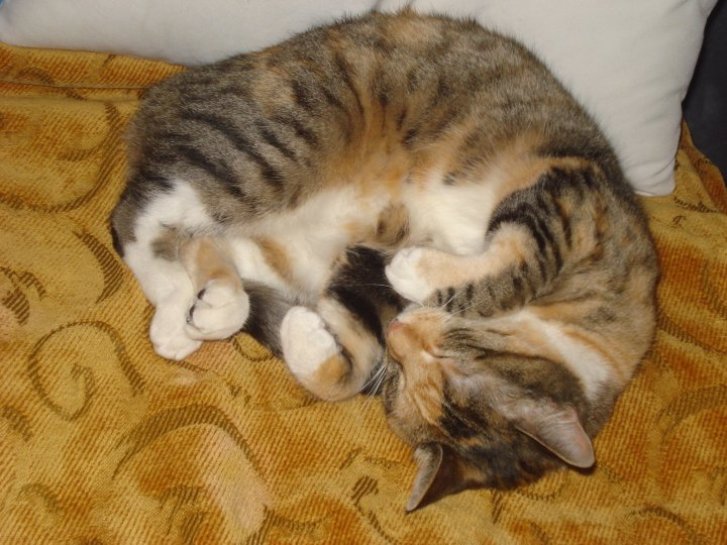 Picture of a cat / kitten / feline