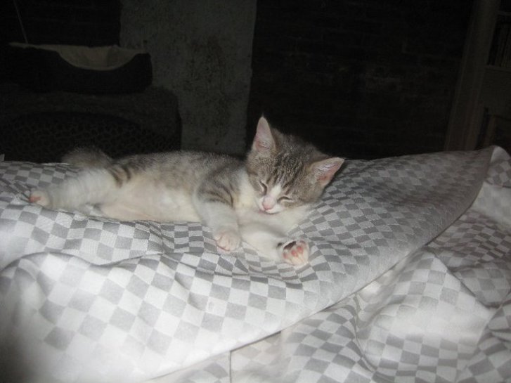 Picture of a cat / kitten / feline