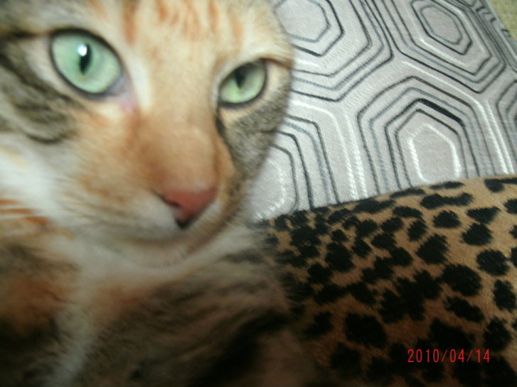 Picture of a cat / kitten / feline