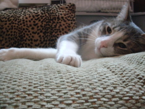 Picture of a cat / kitten / feline