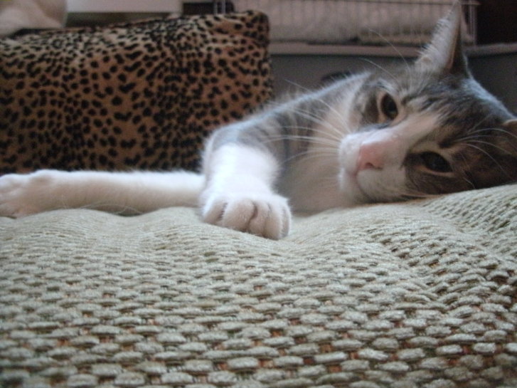 Picture of a cat / kitten / feline