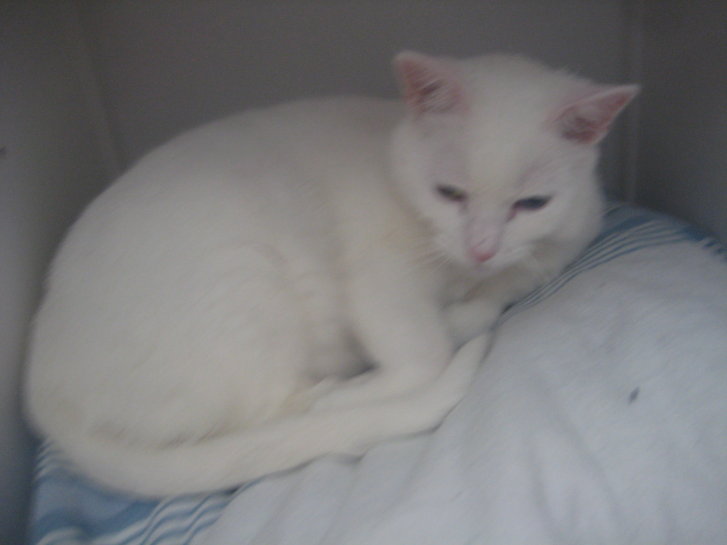 Picture of a cat / kitten / feline