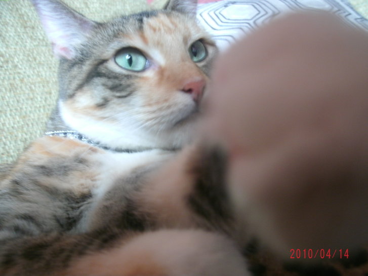 Picture of a cat / kitten / feline