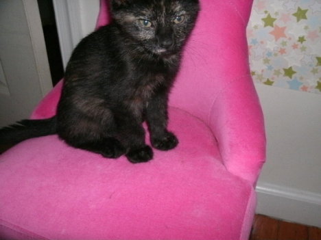 Picture of a cat / kitten / feline