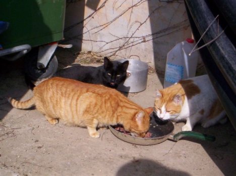 Picture of a cat / kitten / feline