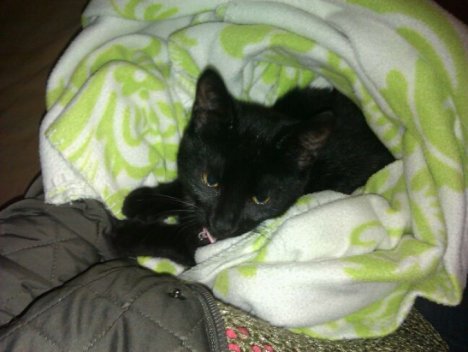 Picture of a cat / kitten / feline