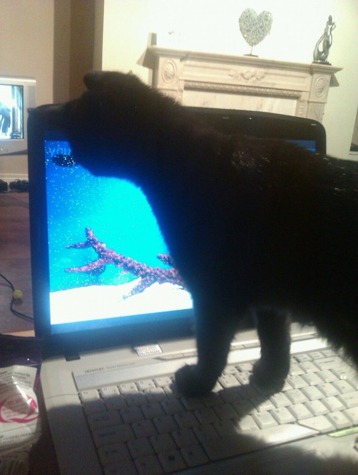 Picture of a cat / kitten / feline