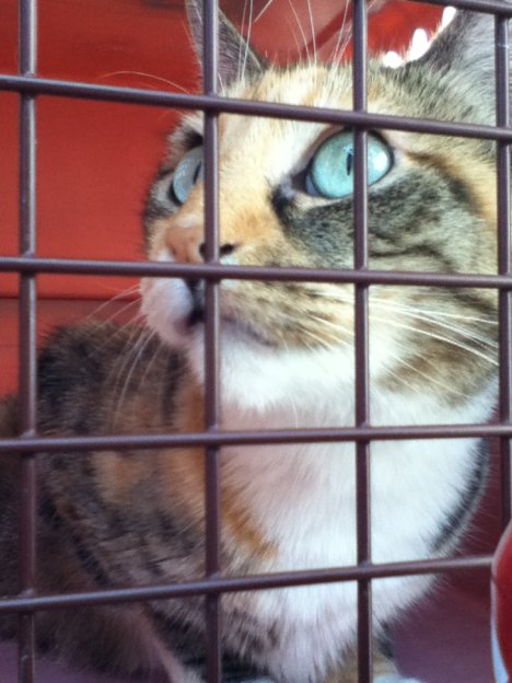 Picture of a cat / kitten / feline