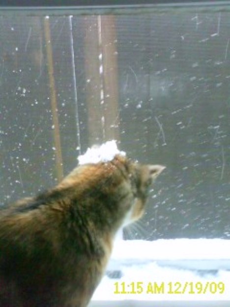 Picture of a cat / kitten / feline