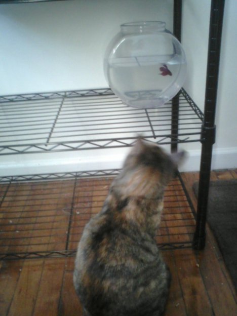 Picture of a cat / kitten / feline