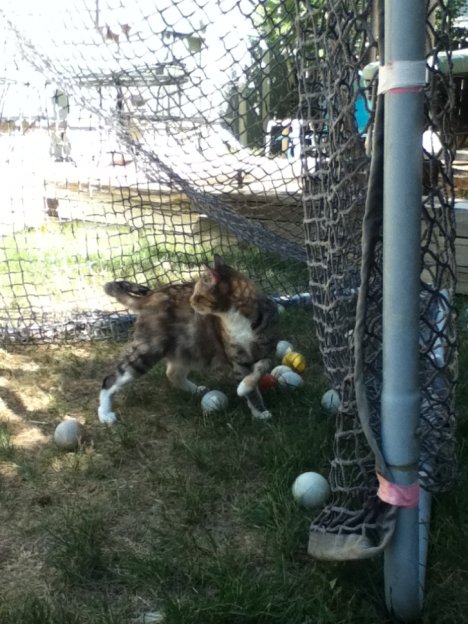 Picture of a cat / kitten / feline