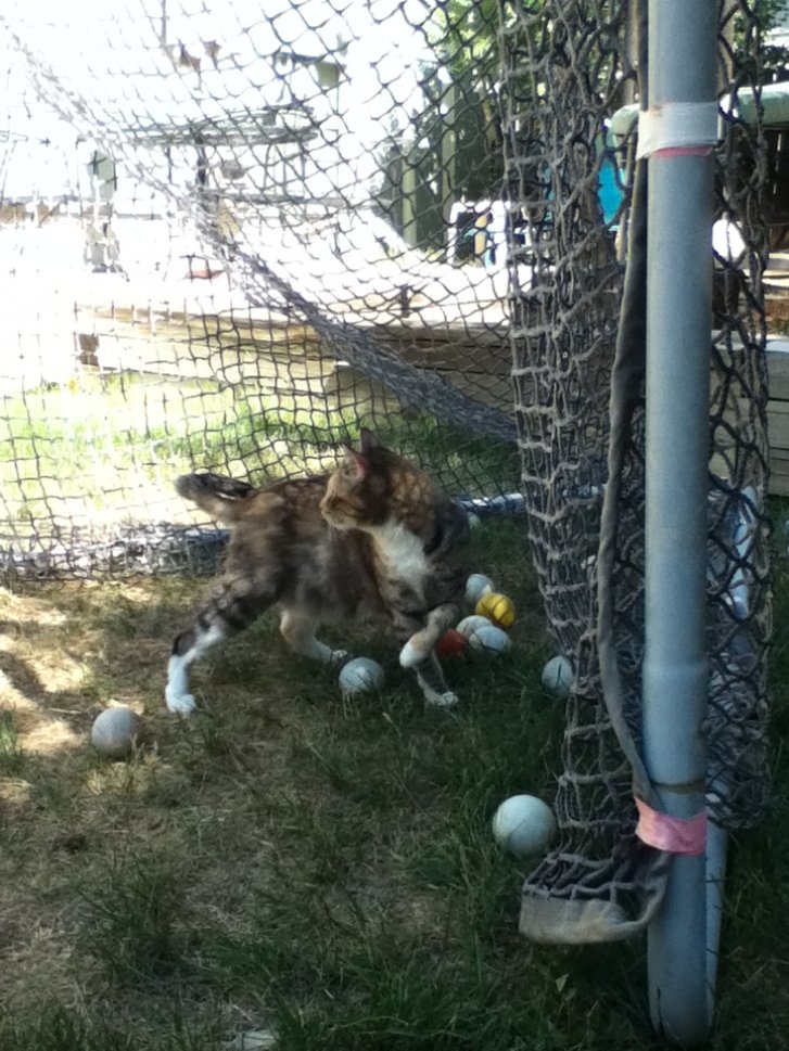 Picture of a cat / kitten / feline