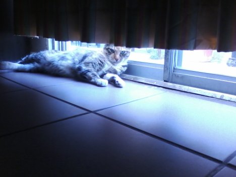 Picture of a cat / kitten / feline