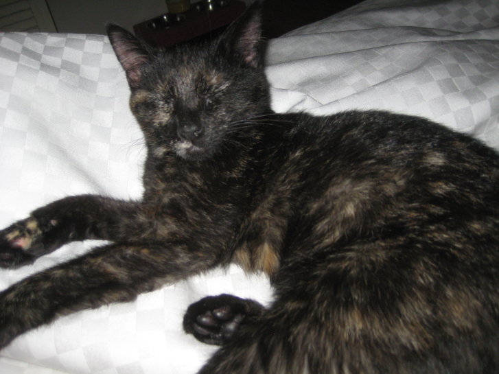 Picture of a cat / kitten / feline